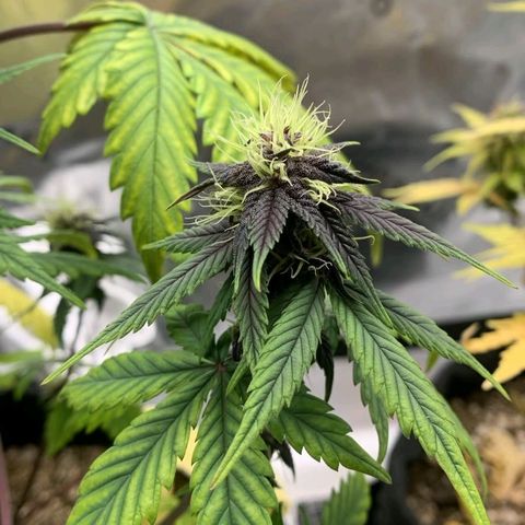 Lina growlog timeline photo