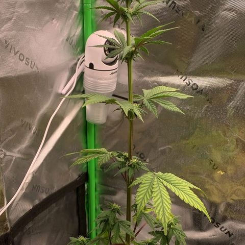 Malu growlog timeline photo