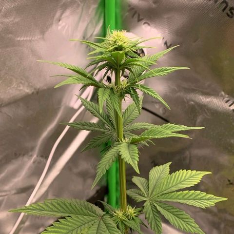 Malu growlog timeline photo