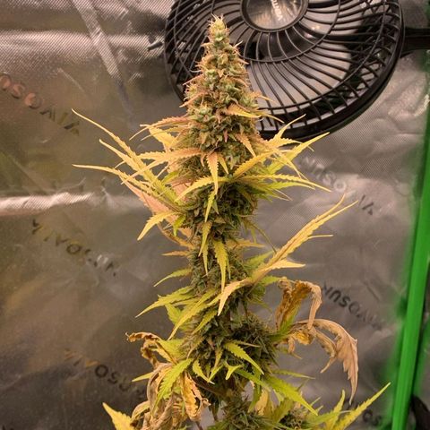 Carmella growlog timeline photo