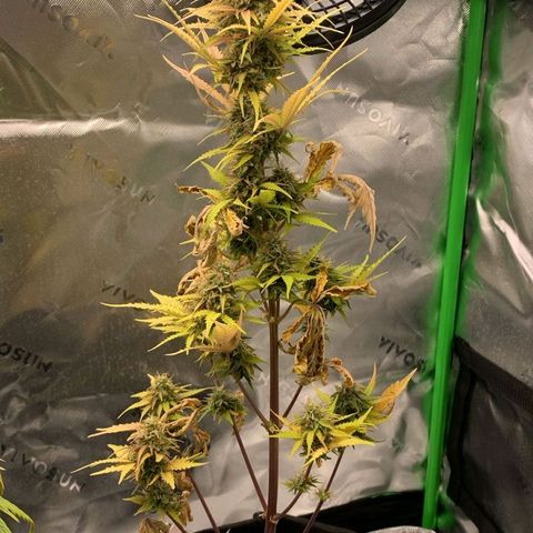 Carmella growlog timeline photo