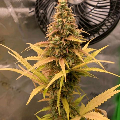 Carmella growlog timeline photo