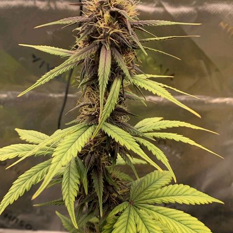 Lina growlog timeline photo
