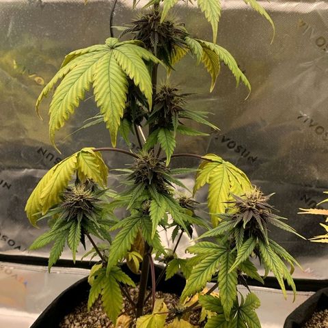 Lina growlog timeline photo