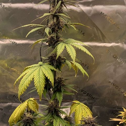 Lina growlog timeline photo