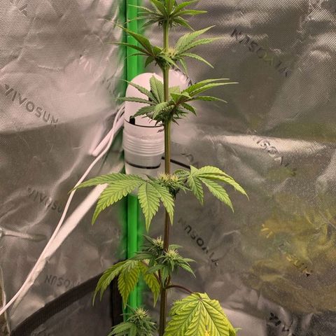 Malu growlog timeline photo