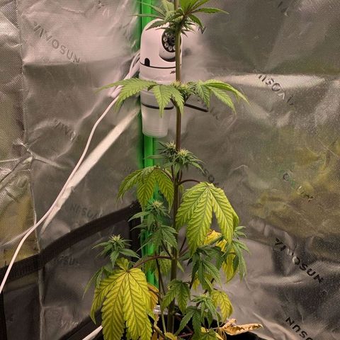 Malu growlog timeline photo