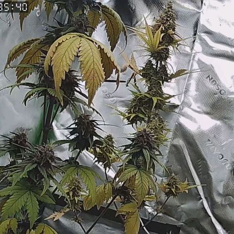 Lina growlog timeline photo