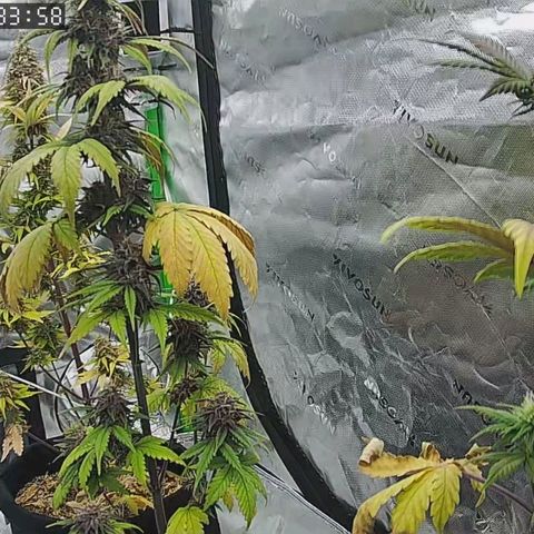 Lina growlog timeline photo