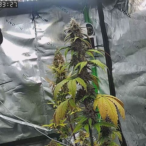 Lina growlog timeline photo