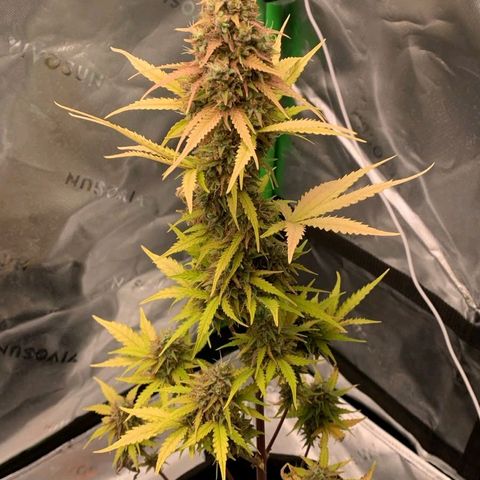 Carmella growlog photo: Carmen got so big and fat 💚🍀