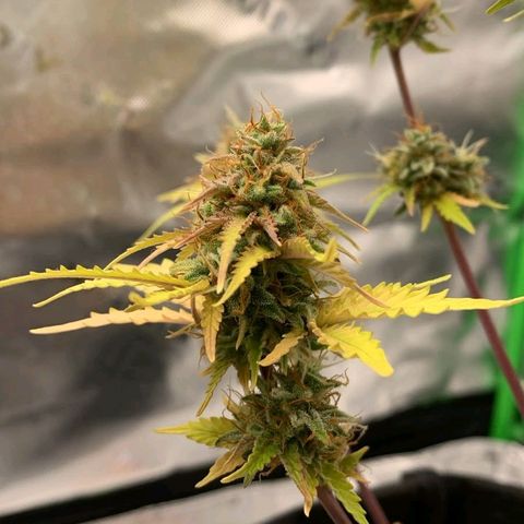 Carmella growlog photo: Carmen got so big and fat 💚🍀