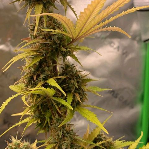 Carmella growlog photo: Carmen got so big and fat 💚🍀