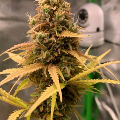 Carmella growlog photo: Carmen got so big and fat 💚🍀