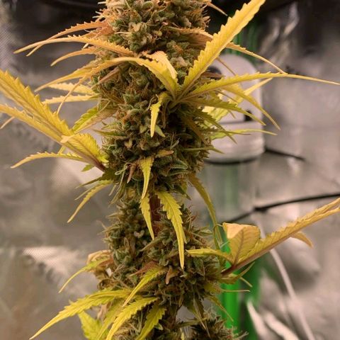 Carmella growlog photo: Carmen got so big and fat 💚🍀