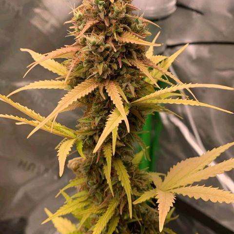Carmella growlog photo: Carmen got so big and fat 💚🍀