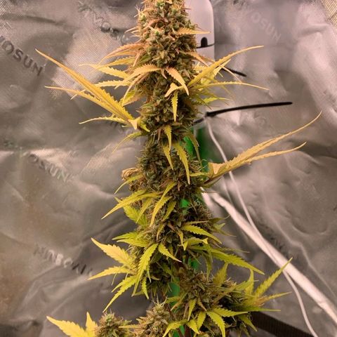 Carmella growlog photo: Carmen got so big and fat 💚🍀