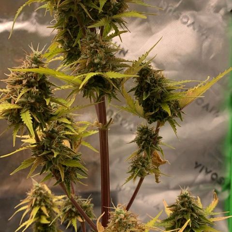 Carmella growlog photo: Carmen got so big and fat 💚🍀