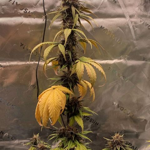 Lina growlog photo: 💜