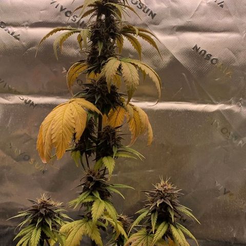 Lina growlog photo: 💜