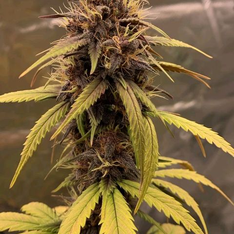 Lina growlog photo: 💜