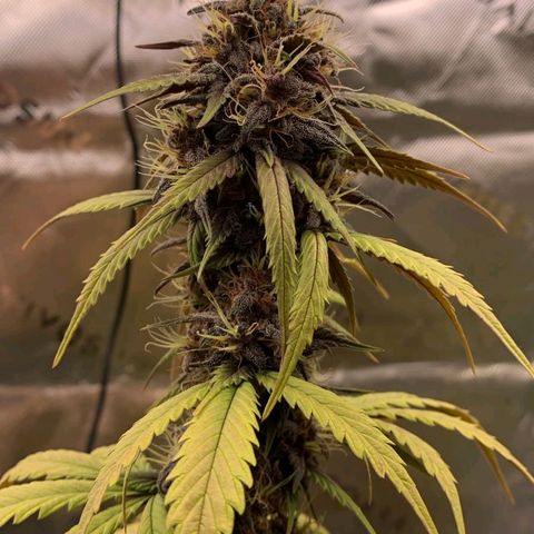 Lina growlog photo: 💜