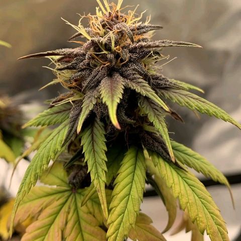 Lina growlog photo: 💜