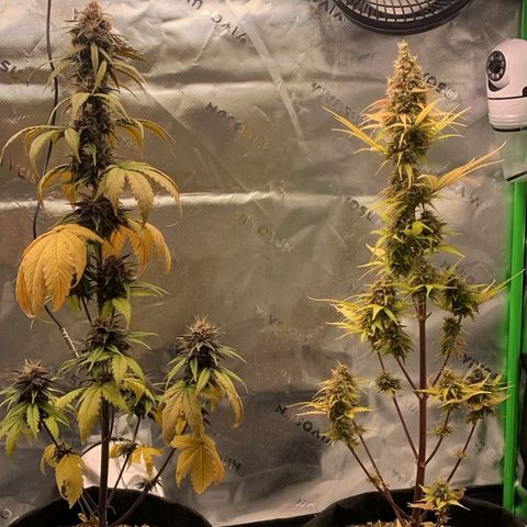 Lina growlog photo: 💜