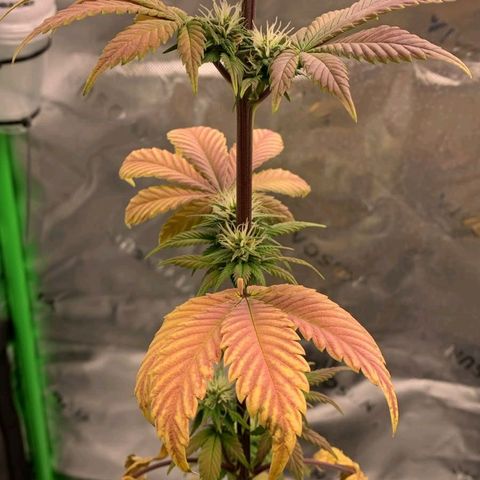 Malu growlog timeline photo