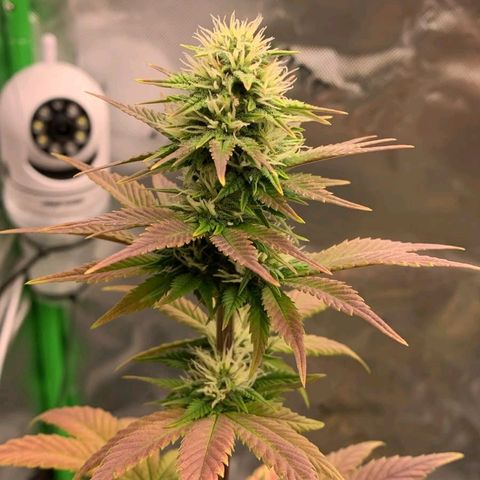 Malu growlog timeline photo