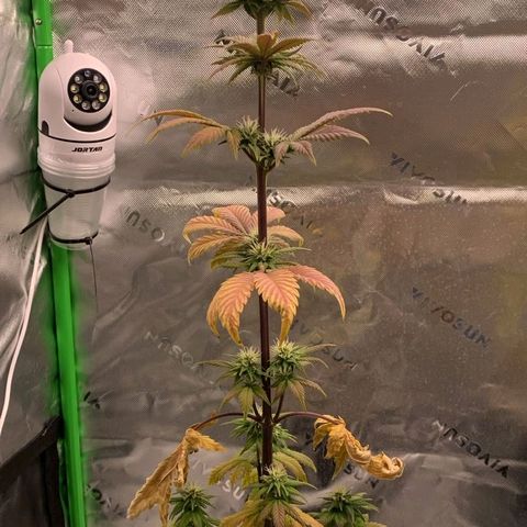 Malu growlog timeline photo