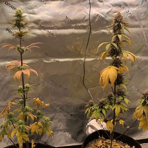 Malu growlog timeline photo