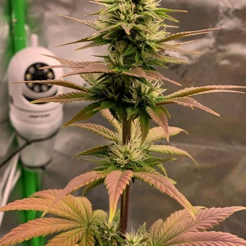Malu growlog timeline photo