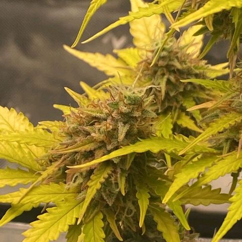 Carmella growlog timeline photo