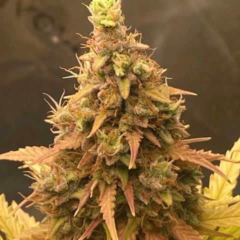 Carmella growlog timeline photo