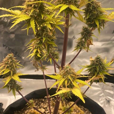 Carmella growlog timeline photo