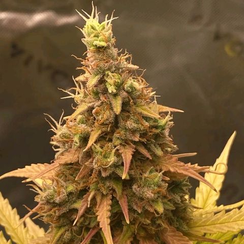 Carmella growlog timeline photo