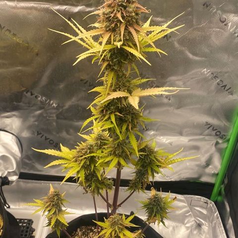 Carmella growlog timeline photo