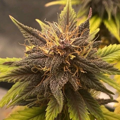 Lina growlog timeline photo