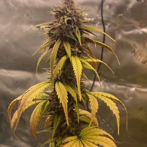 Lina growlog timeline photo