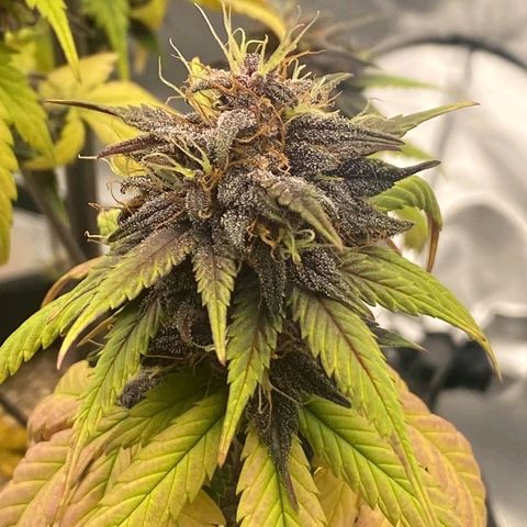 Lina growlog timeline photo