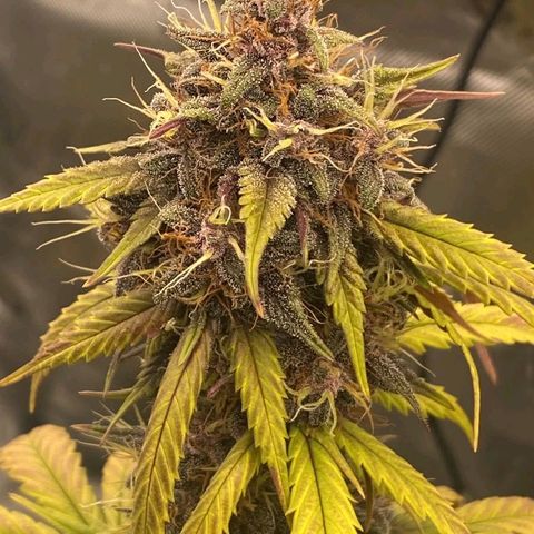 Lina growlog timeline photo