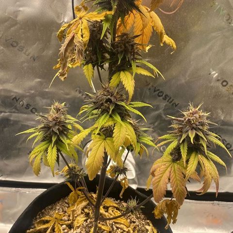Lina growlog timeline photo