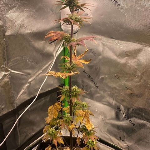 Malu growlog timeline photo