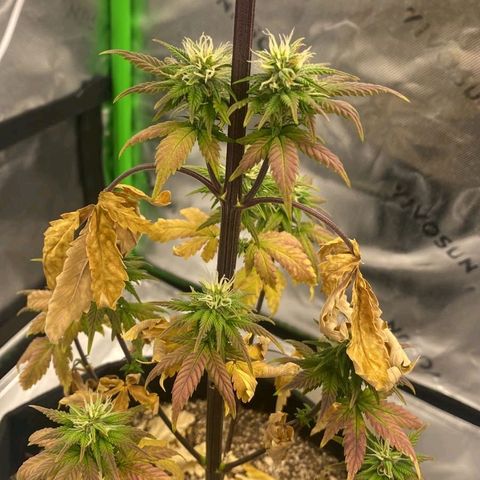 Malu growlog timeline photo