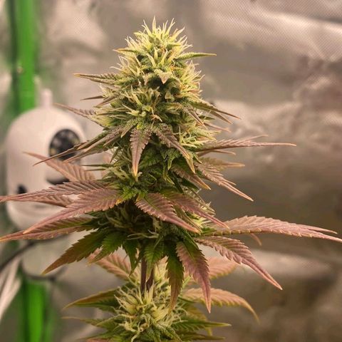 Malu growlog timeline photo