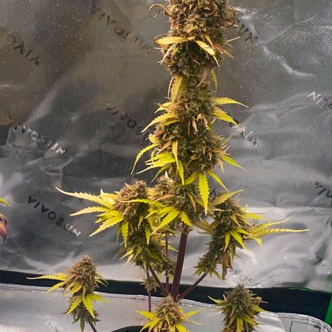Carmella growlog timeline photo