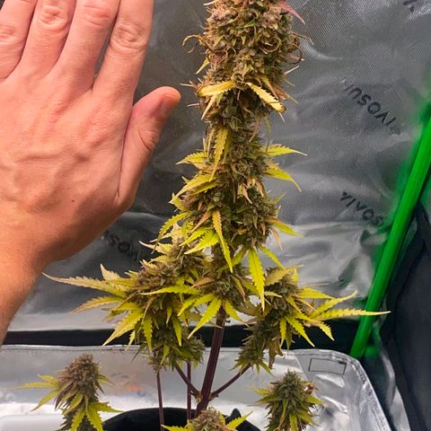 Carmella growlog timeline photo
