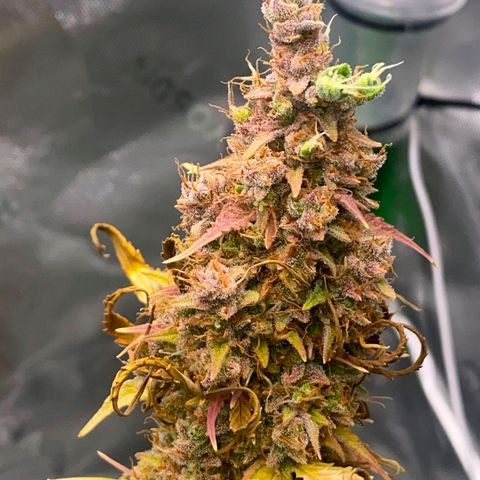 Carmella growlog timeline photo