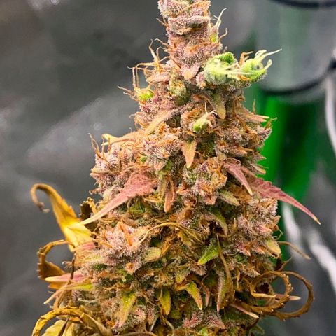 Carmella growlog timeline photo